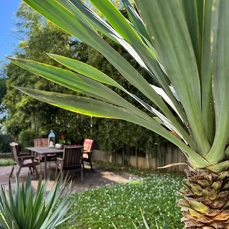 Marjanovic Apartament